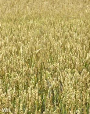 funny-dog-jump_zpsb3f88ca8