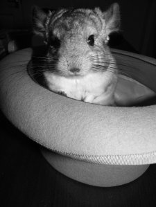Chinchilla_in_a_Top_Hat_by_woodian