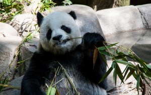 gao gao panda