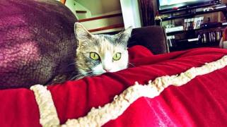 1525677_778196825527626_1418744636_n