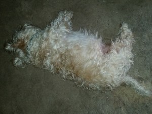 10615985_367711036715414_3298425679109838354_n