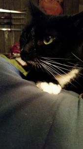 10846216_406637866156064_1843120710947189526_n