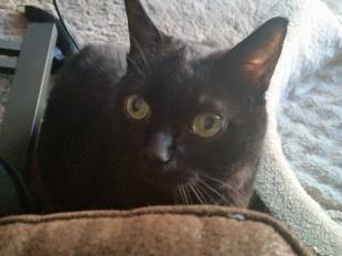 11063811_453012078185309_2088523448175433160_n