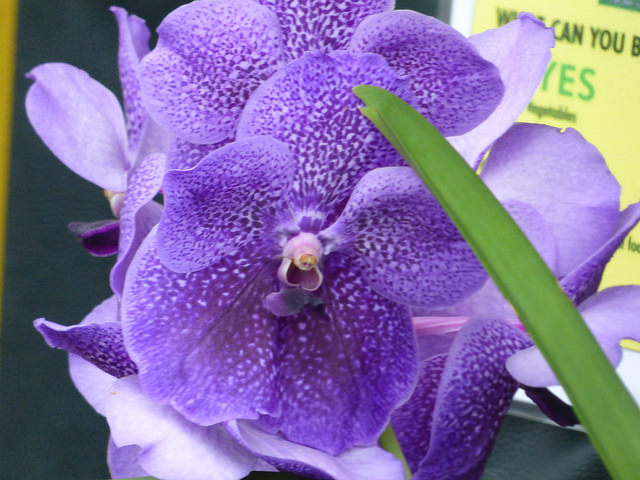 18058729701_bf396971a3_z