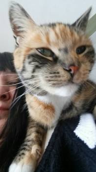 KittehDoodle Approves of Free Tuna Subsidies